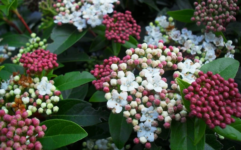 Spring Bouquet Viburnum - 3 Gallon Pot 9 Spring Bouquet Viburnum - 3 Gallon Pot - Image 7