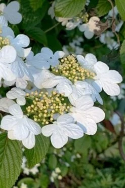 Summer Snowflake Viburnum - 1 Gallon Pot -Plant Shop viburnum summer snowflake 103
