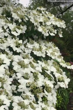 Summer Snowflake Viburnum - 1 Gallon Pot -Plant Shop viburnum summer snowflake 105