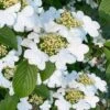 Summer Snowflake Viburnum - 1 Gallon Pot -Plant Shop viburnum summer snowflake 106