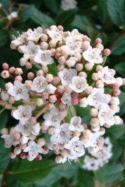 Spring Bouquet Viburnum - 3 Gallon Pot 12 Spring Bouquet Viburnum - 3 Gallon Pot -Plant Shop viburnum tinus spring bouquet 1 2