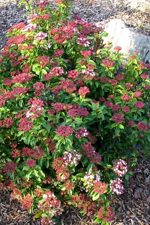 Spring Bouquet Viburnum - 3 Gallon Pot 7 Spring Bouquet Viburnum - 3 Gallon Pot - Image 5