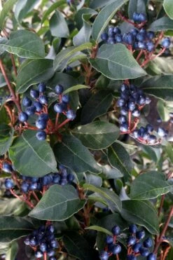 Spring Bouquet Viburnum - 6 Pack Of 1 Gallon Pots 15 Spring Bouquet Viburnum - 6 Pack Of 1 Gallon Pots -Plant Shop viburnum tinus spring bouquet 5