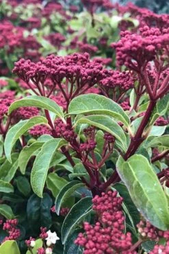 Spring Bouquet Viburnum - 6 Pack Of 1 Gallon Pots