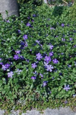 Bigleaf Periwinkle (Vinca Major) - 18 Pack Of Pint Pots -Plant Shop vinca major bigleaf periwinkle 10