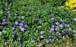 Bigleaf Periwinkle (Vinca Major) - 18 Pack Of Pint Pots -Plant Shop vinca major bigleaf periwinkle 11