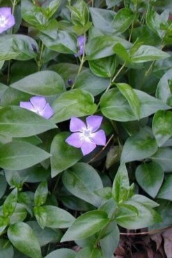 Bigleaf Periwinkle (Vinca Major) - 18 Pack Of Pint Pots -Plant Shop vinca major bigleaf periwinkle 12