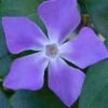 Bigleaf Periwinkle (Vinca Major) - 18 Pack Of Pint Pots 1 Bigleaf Periwinkle (Vinca Major) - 18 Pack Of Pint Pots -Plant Shop vinca major bigleaf periwinkle 13