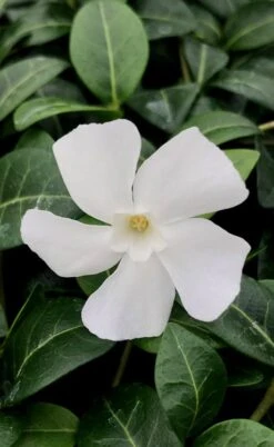 White Evergreen Periwinkle (Vinca Minor 'Alba') - 5 Pack Of Pint Pots -Plant Shop vinca minor alba white evergreen periwinkle 1