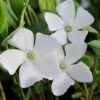 White Evergreen Periwinkle (Vinca Minor 'Alba') - 5 Pack Of Pint Pots 2 White Evergreen Periwinkle (Vinca Minor 'Alba') - 5 Pack Of Pint Pots -Plant Shop vinca minor alba white evergreen periwinkle 5