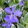 Ralph Shugert Variegated Periwinkle - Vinca Minor - 3 Pack Of Pint Pots -Plant Shop vinca minor ralph shugert variegated evergreen periwinkle 1