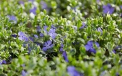 Ralph Shugert Variegated Periwinkle - Vinca Minor - 3 Pack Of Pint Pots -Plant Shop vinca minor ralph shugert variegated evergreen periwinkle 3