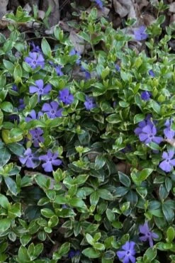 Ralph Shugert Variegated Periwinkle - Vinca Minor - 3 Pack Of Pint Pots -Plant Shop vinca minor ralph shugert variegated evergreen periwinkle 4