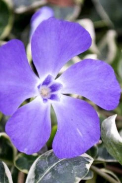 Ralph Shugert Variegated Periwinkle - Vinca Minor - 3 Pack Of Pint Pots -Plant Shop vinca minor ralph shugert variegated evergreen periwinkle 6