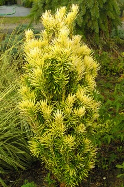 Korean Gold Plum Yew (Cephalotaxus) - 3 Gallon Pot -Plant Shop yew korean gold 2 500x750 1