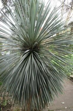 Big Bend Yucca Rostrata - 3 Gallon Pot -Plant Shop yucca rostrata big bend beaked yucca 15