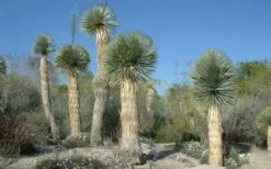 Big Bend Yucca Rostrata - 3 Gallon Pot -Plant Shop yucca rostrata big bend beaked yucca 17