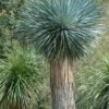 Big Bend Yucca Rostrata - 3 Gallon Pot 2 Big Bend Yucca Rostrata - 3 Gallon Pot -Plant Shop yucca rostrata big bend beaked yucca 18