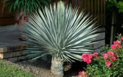 Big Bend Yucca Rostrata - 3 Gallon Pot -Plant Shop yucca rostrata big bend beaked yucca 19