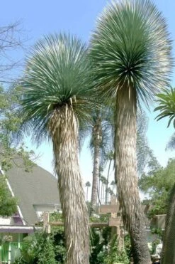 Big Bend Yucca Rostrata - 3 Gallon Pot -Plant Shop yucca rostrata big bend beaked yucca 21