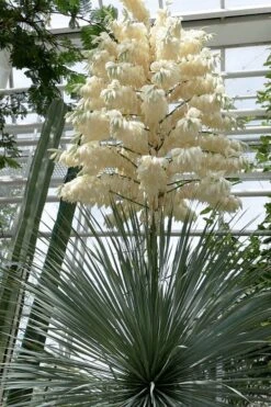 Big Bend Yucca Rostrata - 3 Gallon Pot -Plant Shop yucca rostrata big bend beaked yucca 3