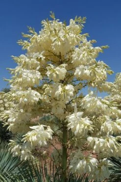 Big Bend Yucca Rostrata - 3 Gallon Pot -Plant Shop yucca rostrata big bend beaked yucca 4