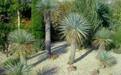 Sapphire Skies Big Bend Yucca Rostrata - 1 Gallon Pot -Plant Shop yucca rostrata big bend beaked yucca 7 1