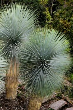 Big Bend Yucca Rostrata - 3 Gallon Pot -Plant Shop yucca rostrata big bend beaked yucca 9