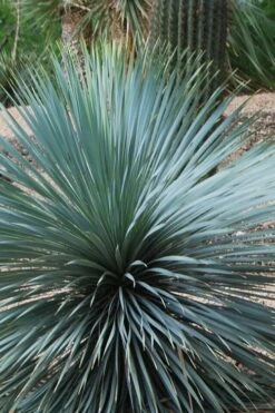 Sapphire Skies Big Bend Yucca Rostrata - 1 Gallon Pot -Plant Shop yucca rostrata sapphire skies 4