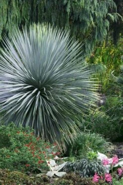 Sapphire Skies Big Bend Yucca Rostrata - 1 Gallon Pot -Plant Shop yucca rostrata sapphire skies 5