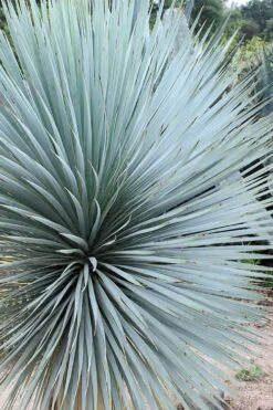 Sapphire Skies Big Bend Yucca Rostrata - 1 Gallon Pot -Plant Shop yucca rostrata sapphire skies 7