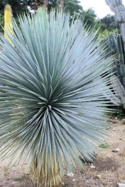 Sapphire Skies Big Bend Yucca Rostrata - 1 Gallon Pot -Plant Shop yucca rostrata sapphire skies 8