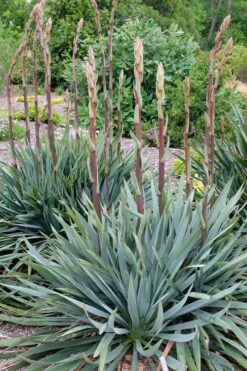 Silver Anniversary Yucca - 1 Gallon Pot 15 Silver Anniversary Yucca - 1 Gallon Pot -Plant Shop yucca silver anniversary 1