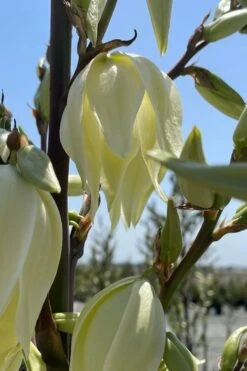 Silver Anniversary Yucca - 1 Gallon Pot 14 Silver Anniversary Yucca - 1 Gallon Pot -Plant Shop yucca silver anniversary 2