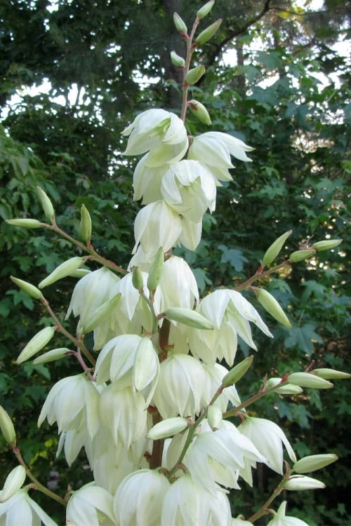 Silver Anniversary Yucca - 1 Gallon Pot 6 Silver Anniversary Yucca - 1 Gallon Pot - Image 4