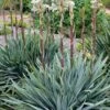 Silver Anniversary Yucca - 1 Gallon Pot 2 Silver Anniversary Yucca - 1 Gallon Pot -Plant Shop yucca silver anniversary 4