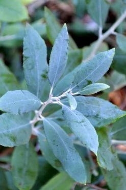 Woodlanders Blue Dusty Zenobia (Honeycup) - 3 Gallon Pot 15 Woodlanders Blue Dusty Zenobia (Honeycup) - 3 Gallon Pot -Plant Shop zenobia woodlanders blue 21