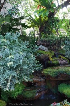 Woodlanders Blue Dusty Zenobia (Honeycup) - 3 Gallon Pot 13 Woodlanders Blue Dusty Zenobia (Honeycup) - 3 Gallon Pot -Plant Shop zenobia woodlanders blue 25