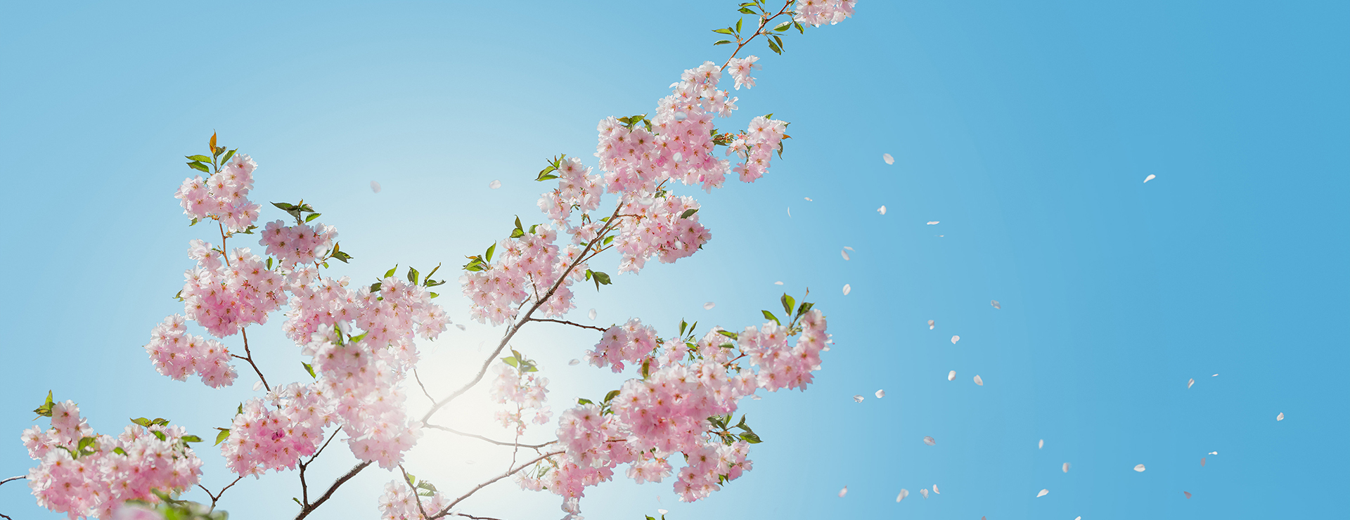 Plant Shop 1 Plant Shop -Plant Shop photo 1462524500090 89443873e2b4